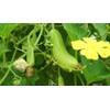 TomorrowSeeds - Big Green Sausage Bottle Gourd Seeds - 30+