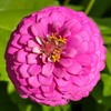 The Old Farmer's Almanac Zinnia Seeds (Dahlia Mix) - Approx