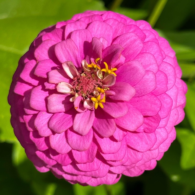 The Old Farmer's Almanac Zinnia Seeds (Dahlia Mix) - Approx