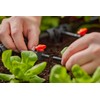 Gardena Micro Drip System Shut-Off Valve, 4.6 mm (3/16 inch):