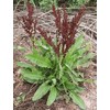 Curly Dock 100 Seeds Fresh Harvest for Garden Fresh Plant