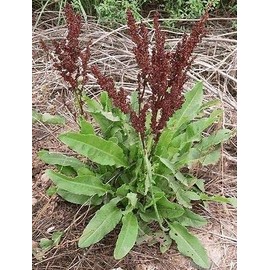 Curly Dock 100 Seeds Fresh Harvest for Garden Fresh Plant Seeds