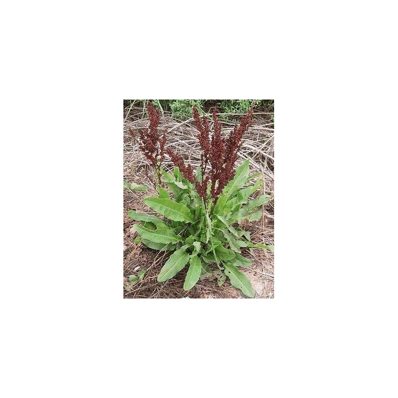 Curly Dock 100 Seeds Fresh Harvest for Garden Fresh Plant