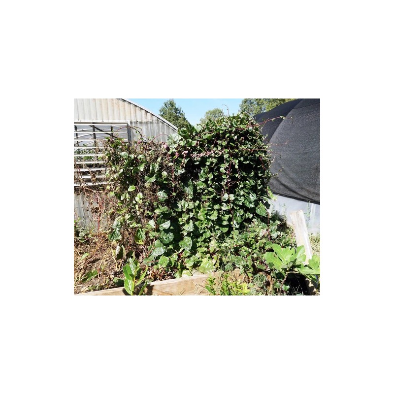 Does Not Apply Red Stem Malabar Spinach Seeds Basella alba