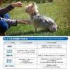 Fantasy World TDX-5SS Dog Training Disc