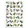 Buzz BRITISH TREE LEAF Nature Identification Poster - 35 Images