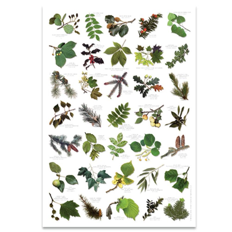 Buzz BRITISH TREE LEAF Nature Identification Poster - 35 Images