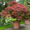 Red Japanese Maple - Live Plant 2-3 feet Tall -