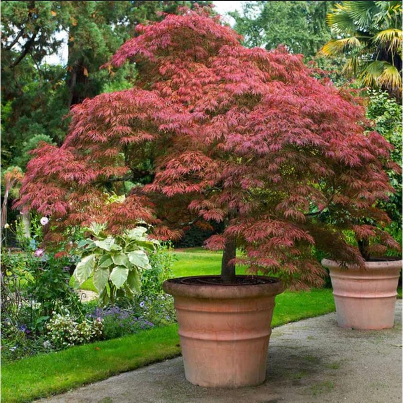 Red Japanese Maple - Live Plant 2-3 feet Tall -