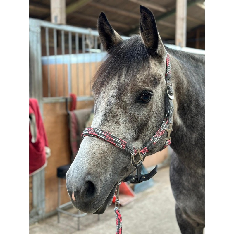 Equipride Braided Headcollar Lead Rope Set Size Full-Shetland Pink/Grey (Cob)