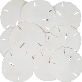 Tumbler Home White Sand Dollars 3"-3.5" - 10pcs - Wedding Seashell Craft Sandollars- Hand Picked and Professionally Packed