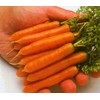 Carrot Little Finger Great Heirloom Vegetable by Seed Kingdom (1