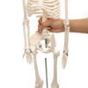 breesky Human Skeleton Model for Anatomy Mini Human Skeleton Model