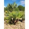 10 Seeds of Mediterranean Fan Palm Tree | European Fan