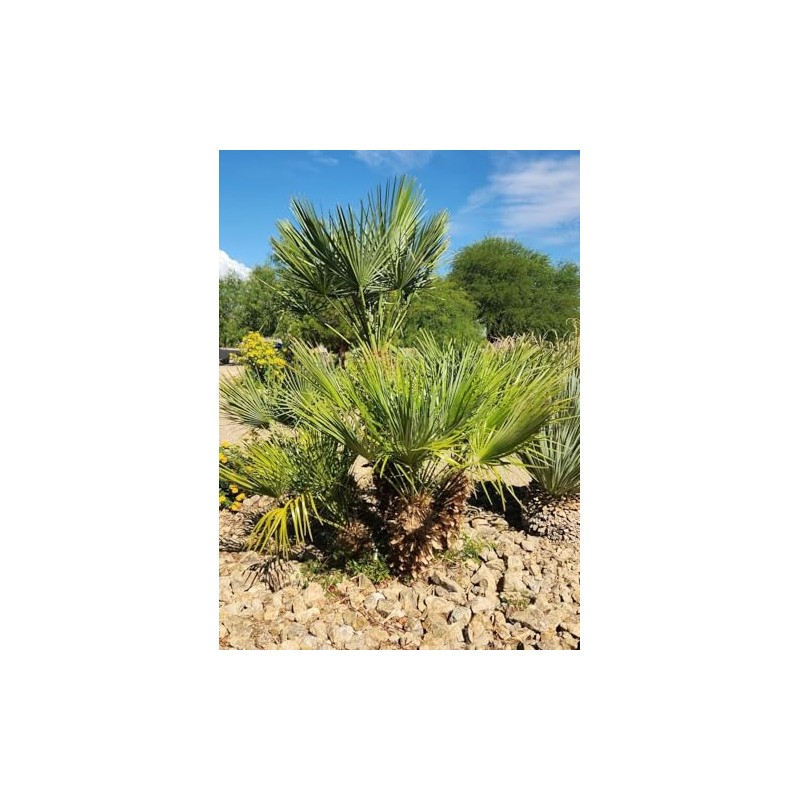 10 Seeds of Mediterranean Fan Palm Tree | European Fan