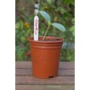 etree 50 x Plastic Plant Labels Black 5"