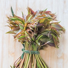 Chinese Toon Seeds - North Red - 4 Oz ~6000 Seeds - Non-GMO, Heirloom - Microgreens & Asian Herb Gardening