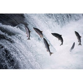 Healthy Body Organics Wild Alaskan Salmon Bone Broth Powder - Organic Pure Protein  100g Unflavored