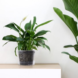 6 Inch Clear Plastic Plant Pot with Drainage Holes, Interlocking & Detachable Tray - Deep Saucer - Durable BPA-Free Plastic, Transparent Design, Raised Base for Airflow, Set of 6, 92-X-A-4