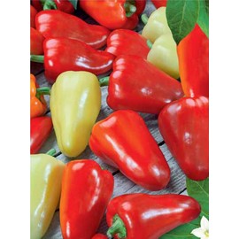 22Day Seeds: Seeds Sweet Bell Pepper White Belozerka/Non GMO/Heirloom