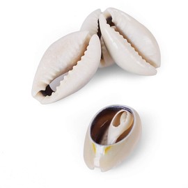 PPCLION 150 PCS 0.63"-0.71" Natural Strong Cowrie Shell Beads Smooth Cut Oval Seashells, Beach Seashells with Big Hole for DIY Craft Jewelry Making, Adorning Hair Locks and Braids