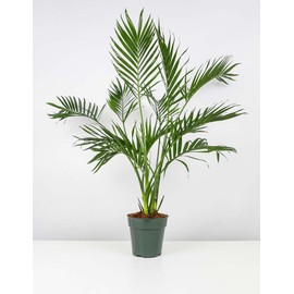 Cat Palm Tree Live Plant Tropical Indoor Chamaedorea Cataractarum 6" Pot 20-24"H