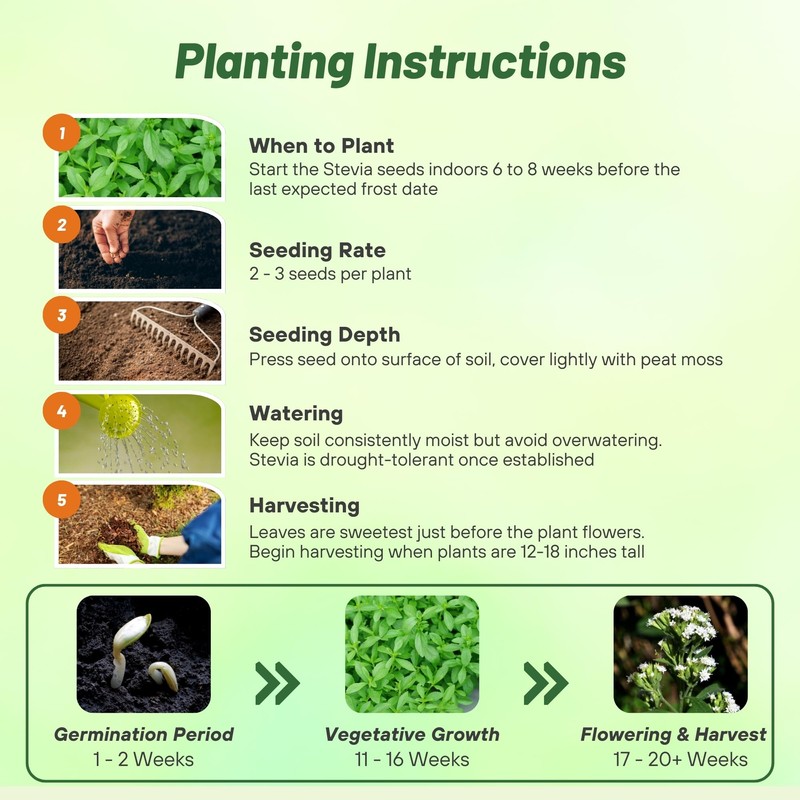 Outsidepride Stevia Sweetleaf Seeds - 100 Pcs. Perennial, Versatile &