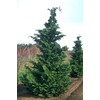 Fernspray Hinoki Cypress - Live Plant - 3 Gallon Pot