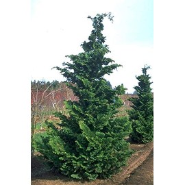 Fernspray Hinoki Cypress - Live Plant - 3 Gallon Pot