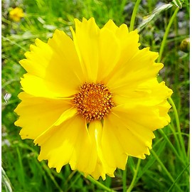 Florida, Gulf Coast and Puerto Rico Wildflower Seed Mix - Annuals, Perennial Seeds