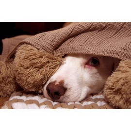 Aroma Paws Dog Shampoo – Cleansing Wash, Conditioning, Moisturizing – Toxin Free, Healthy Ingredients – Aromatic Grooming Puppy Shampoo – Tearless Cleaner, Orange Nutmeg Vetiver