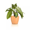 LECHUZA Classico Color 14 Deco Papaya Table Pot Matte Surface