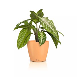 LECHUZA Classico Color 14 Deco Papaya Table Pot Matte Surface Diameter 15 x 13.5 cm 16685