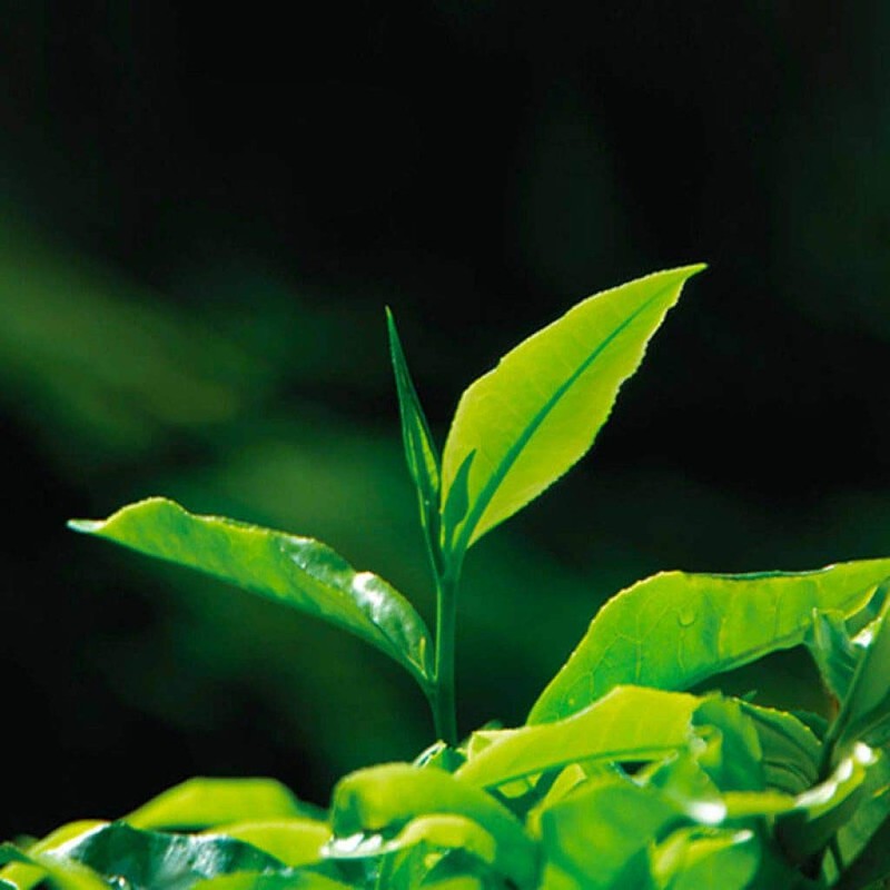 Cameron Highlands Premium Tea Boh Beautie Mango (1 Box, 20