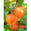tree CHINESE LANTERN * PHYSALIS * ORANGE _RED LANTERN *