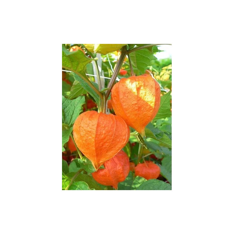 tree CHINESE LANTERN * PHYSALIS * ORANGE _RED LANTERN *