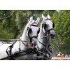 Post Bit Rod Fixed Side Panels Driving Horses Carriage