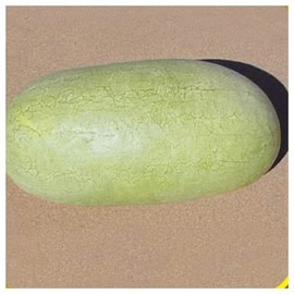 Everwilde Farms - 1/4 Lb Charleston Gray Watermelon Seeds - Gold Vault