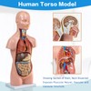 HADWYN 12 Parts Human Torso Model,20" Removable Human Torso Showing