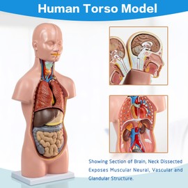 HADWYN 12 Parts Human Torso Model,20" Removable Human Torso Showing Section of Brain,Neck Dissected Exposes Muscular Neural,Vascular and Glandular Structure,Anatomy Model for Medical Learning