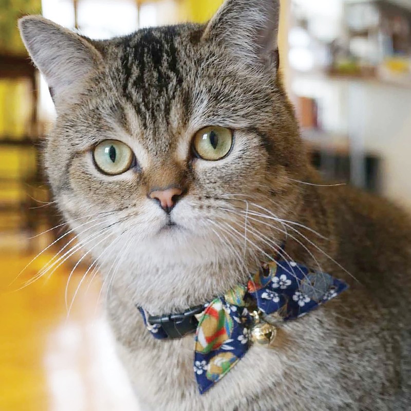 Necoichi Kimono Ribbon Cat Collar, Blue,1 Count, 0.04 kg