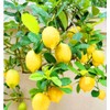 70 Seeds Lemon Trees Dwarf Lemon Bonsai. Perfume Lemon All-in-One