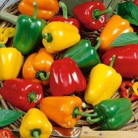 Mini Belle Mix Sweet Pepper Seeds - 0.25 Oz ~1250 Seeds - Non-GMO - Vegetable Garden - Capsicum annuum