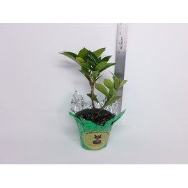 Shady Lady TM White Ixora Tropical Live Plant Flower Starter Size 4 Inch Pot Emerald Goddess Gardens Tm