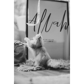 STOFFBOOK Easy Care Cuddly Fur Blankets Photo Shooting Accessories Decorative Fur Longair Photography Fabrics B630 (Pink)