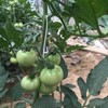BOBOZHONG Tomato Support,tomato hook,100Pcs Tomato Support Hooks Tomato Holder Hook