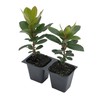 2 Arbutus Unedo Live Strawberry Tree Plants – Sweet Resilient