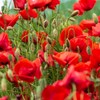 The Old Farmer's Almanac Poppy Seeds (American Legion) - Approx