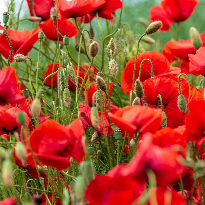 The Old Farmer's Almanac Poppy Seeds (American Legion) - Approx