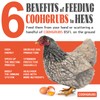 COOHGRUBS Dried Black Soldier Fly Larvae for Chickens, High-Calcium 85X